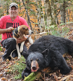 Caught A Black Bear While Hunting In Maine